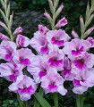 Gladiol Alannah - Gladiolus - hlízy mečíku - 3 ks