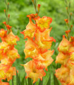 Gladiol Sunshine - Gladiolus - hlízy mečíku - 3 ks