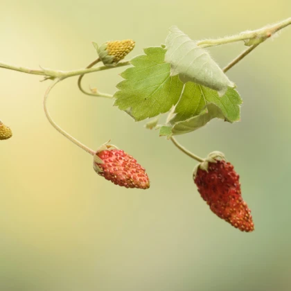 Jahodník lesní Mignonette - Fragaria vesca - semena jahodníku - 15 ks