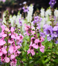 Ангелония, смесени цветове – Angelonia angustifolia – семена от ангелония – 6 бр.