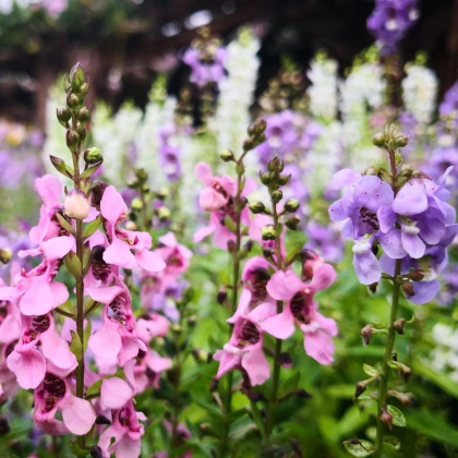 Angelonie směs barev - Angelonia angustifolia - semena angelonie - 6 ks