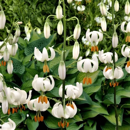 Lilie Martagon Snowy Morning - Lilium martagon - cibule lilie - 1 ks