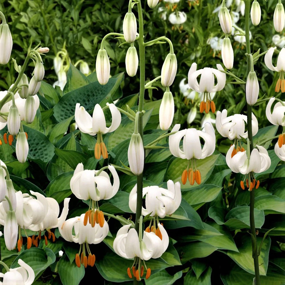 Lilie Martagon Snowy Morning - Lilium martagon - cibule lilie - 1 ks