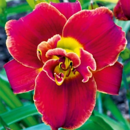 Denivka Highland Lord - Hemerocallis - hlízy denivky - 1 ks