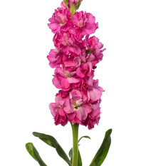 Фиала Iron Rose Pink – Matthiola incana – семена от фиала – 40 бр.