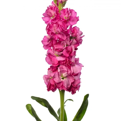 Фиала Iron Rose Pink – Matthiola incana – семена от фиала – 40 бр.
