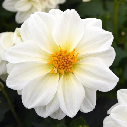 Jiřinka proměnlivá Figaro bílá - Dahlia variabilis - semena jiřinky - 20 ks