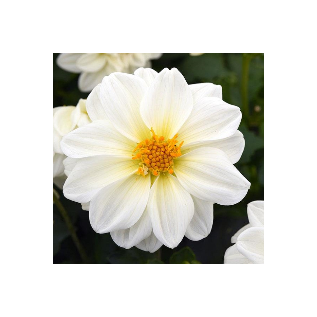 Jiřinka proměnlivá Figaro bílá - Dahlia variabilis - semena jiřinky - 20 ks