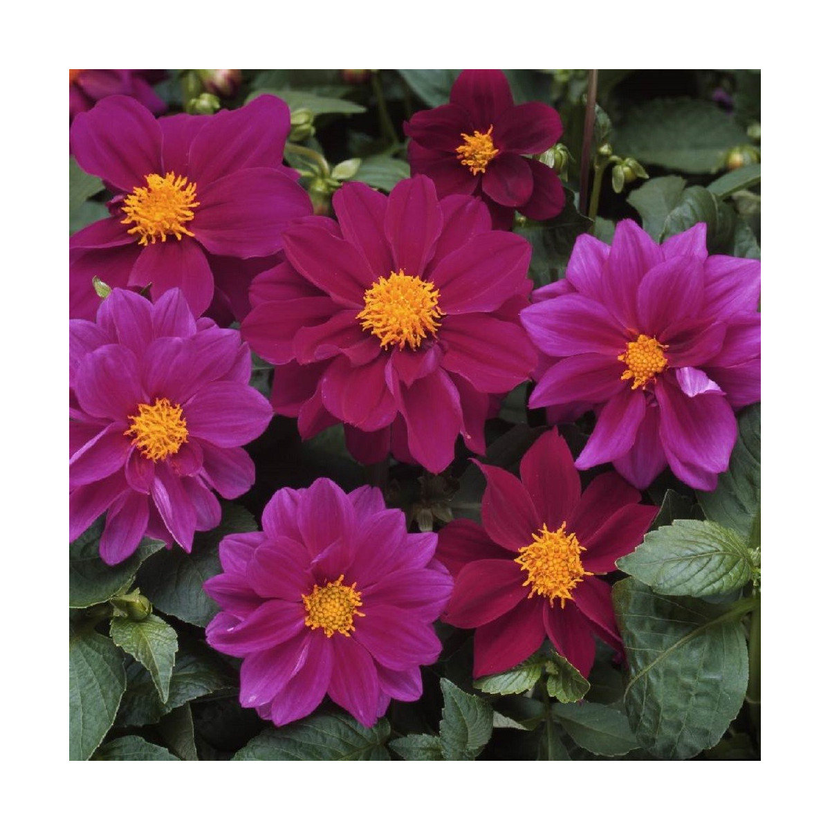 Jiřinka proměnlivá Figaro Violet shades - Dahlia variabilis - semena jiřinky - 20 ks