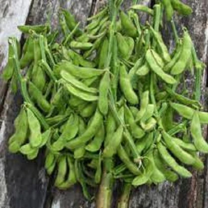 BIO Sója Edamame Chiba Green - Glycine max - bio semena sóji - 20 ks
