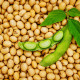 BIO Соево тофу – Glycine max – биологични соеви семена – 50 бр.