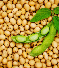 BIO Соево тофу – Glycine max – биологични соеви семена – 50 бр.
