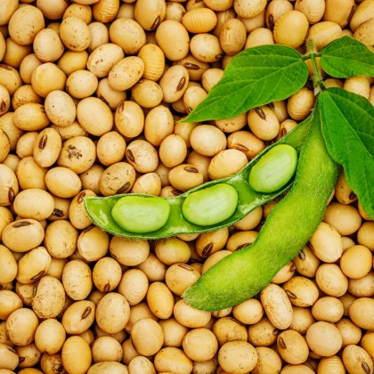 BIO Соево тофу – Glycine max – биологични соеви семена – 50 бр.