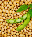 BIO Соево тофу – Glycine max – биологични соеви семена – 50 бр.
