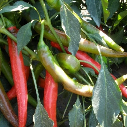 Paprika Pálivec - Capsicum annuum - semena papriky - 20 ks