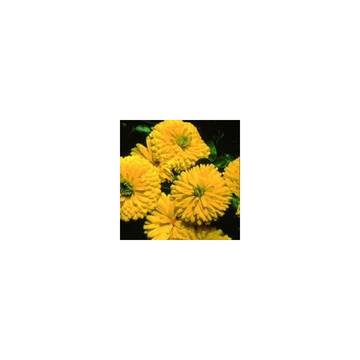 Měsíček lékařský Bon Bon žlutý - Calendula officinalis - semena měsíčku - 20 ks