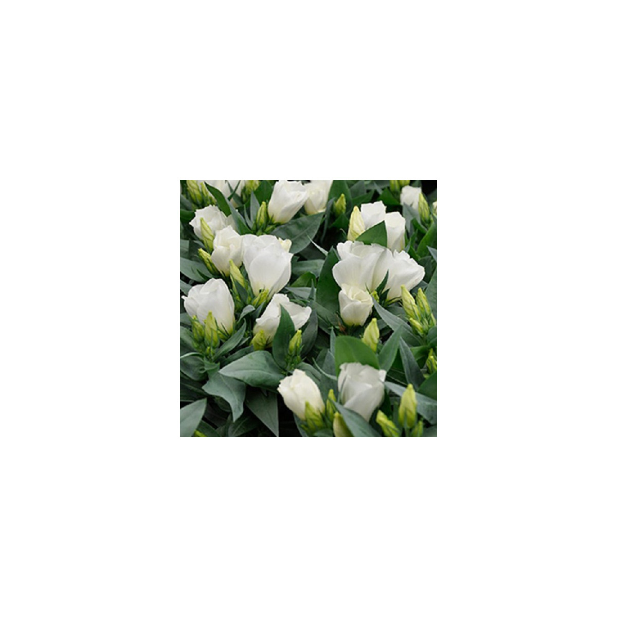 Eustoma Carmen Ivory F1 - Eustoma grandiflorum - semena eustomy - 12 ks