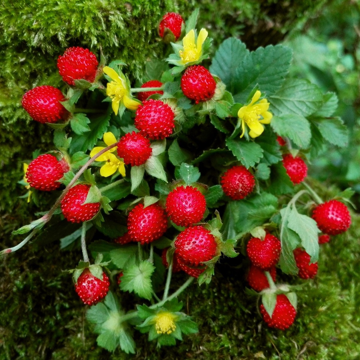 Jahodka indická Tutti Frutti - Duchesnea indica - semena jahodky - 15 ks