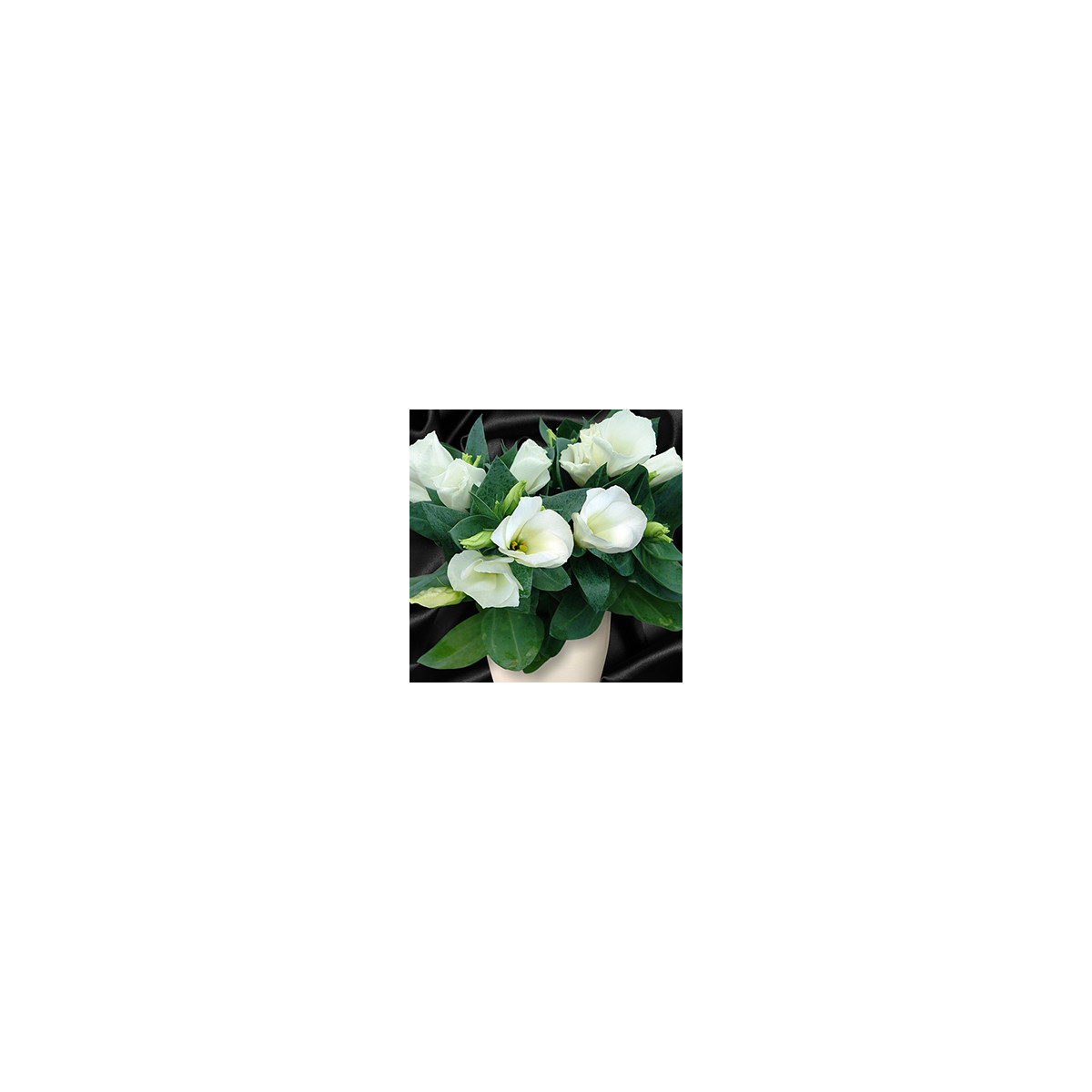 Eustoma Carmen Ivory F1 - Eustoma grandiflorum - semena eustomy - 12 ks