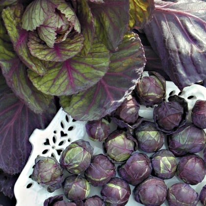 BIO Kapusta růžičková Rubine - Brassica oleracea var. gemmifera - semena kapusty - 40 ks