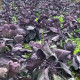BIO Kapusta růžičková Rubine - Brassica oleracea var. gemmifera - semena kapusty - 40 ks