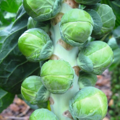 BIO Kapusta růžičková Neptuno F1 - Brassica oleracea var. gemmifera - semena kapusty - 20 ks