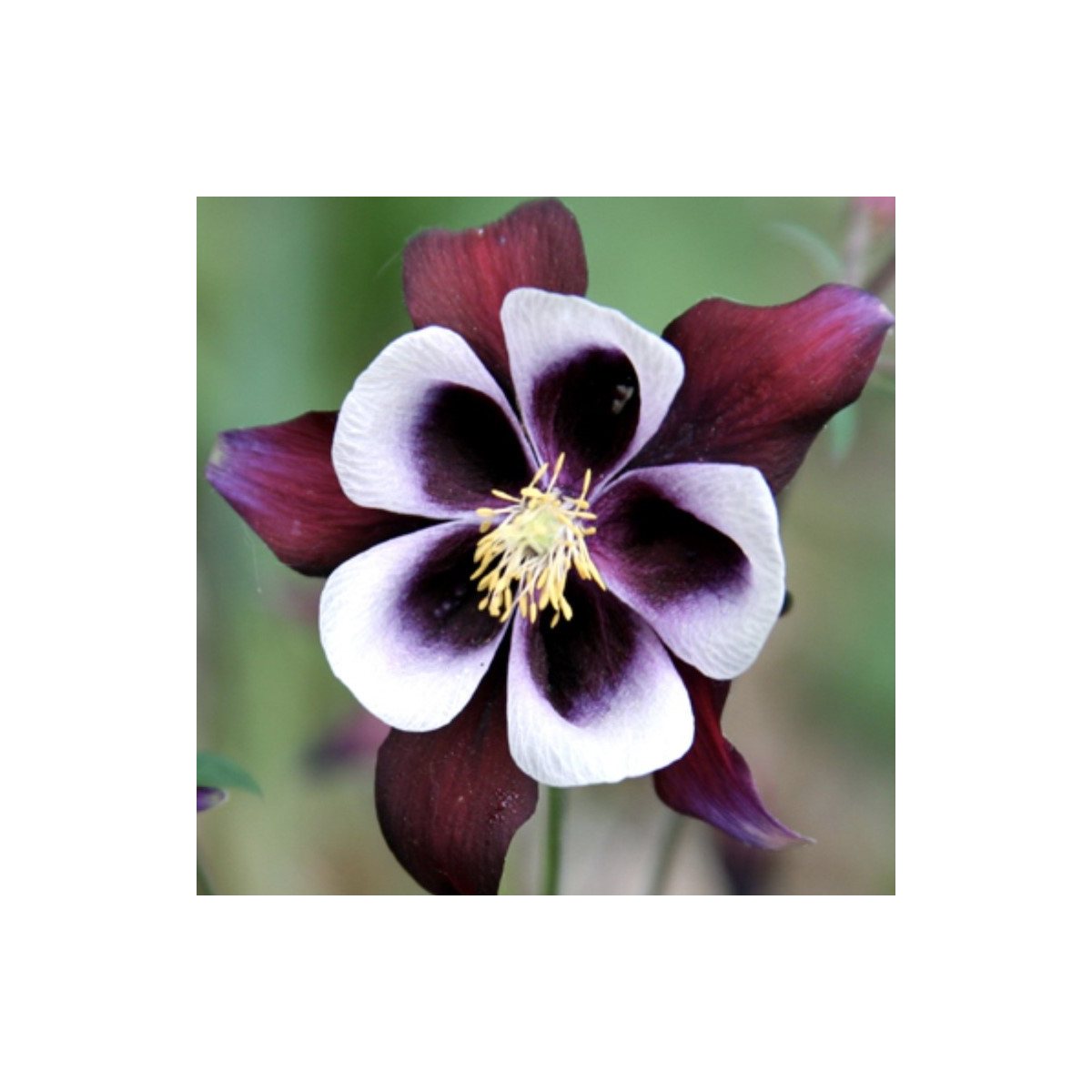 Orlíček William Guiness - Aquilegia - prostokořenné sazenice orlíčku - 1 ks