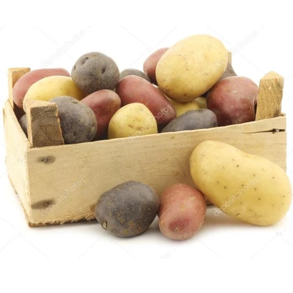 Sadbové brambory - 4 druhy - Solanum tuberosum - 12 ks
