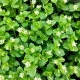 Ptačinec pro ptáky - semena Kiepenkerl - 1 ks
