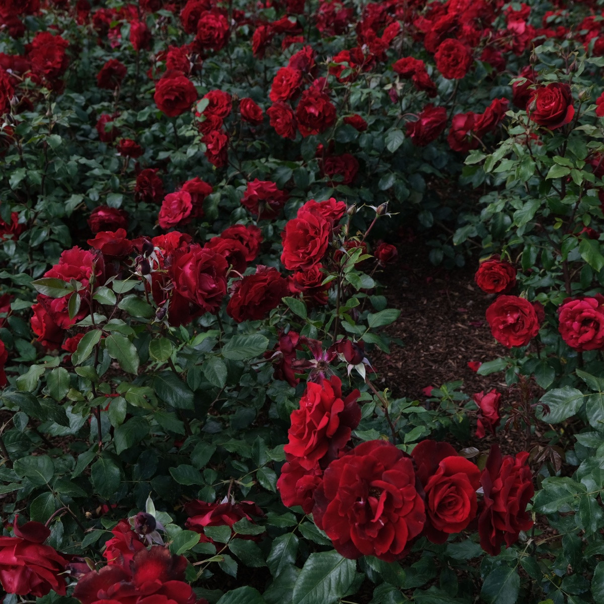 Růže velkokvětá keřová tmavě červená - Rosa - prostokořenné sazenice růže - 1 ks