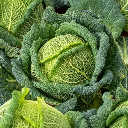 Kapusta hlávková Blistra F1 - Brassica oleracea - semena kapusty - 35 ks