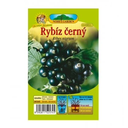 Rybíz černý - Ribes sylvestre - prostokořenné sazenice rybízu - 1 ks