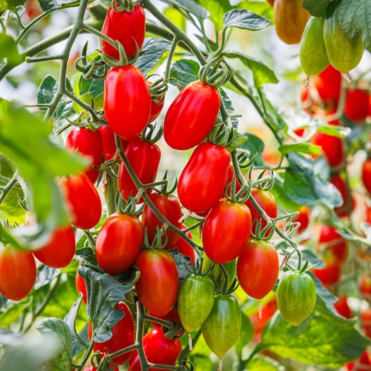 Rajče Roma - Solanum lycopersicum - semena rajčete - 35 ks