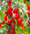 Rajče Roma - Solanum lycopersicum - semena rajčete - 35 ks