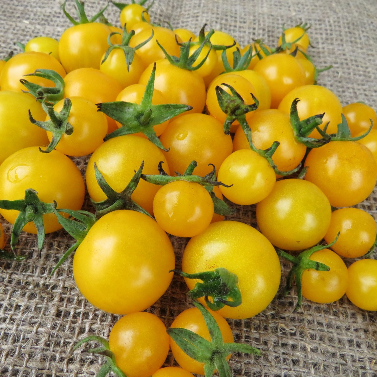 Домат „Goldkrone“ – Solanum lycopersicum – семена от домат – 20 бр.
