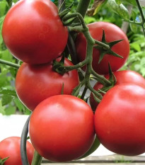 Домат Harzfeuer - Solanum lycopersicum - семена домат - 6 бр.