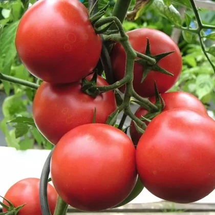 Домат Harzfeuer - Solanum lycopersicum - семена домат - 6 бр.
