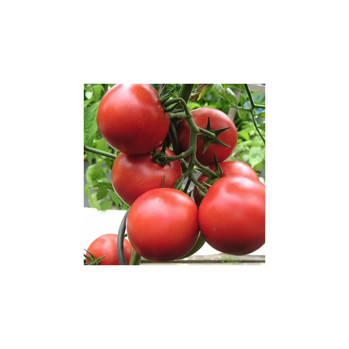 Домат Harzfeuer - Solanum lycopersicum - семена домат - 6 бр.