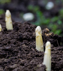 Лечебна аспержа Argenteuil за белене – Asparagus officinalis – семена от аспержа – 30 бр.