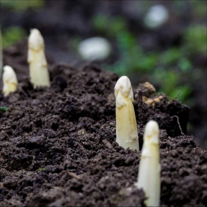 Лечебна аспержа Argenteuil за белене – Asparagus officinalis – семена от аспержа – 30 бр.