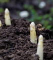 Лечебна аспержа Argenteuil за белене – Asparagus officinalis – семена от аспержа – 30 бр.