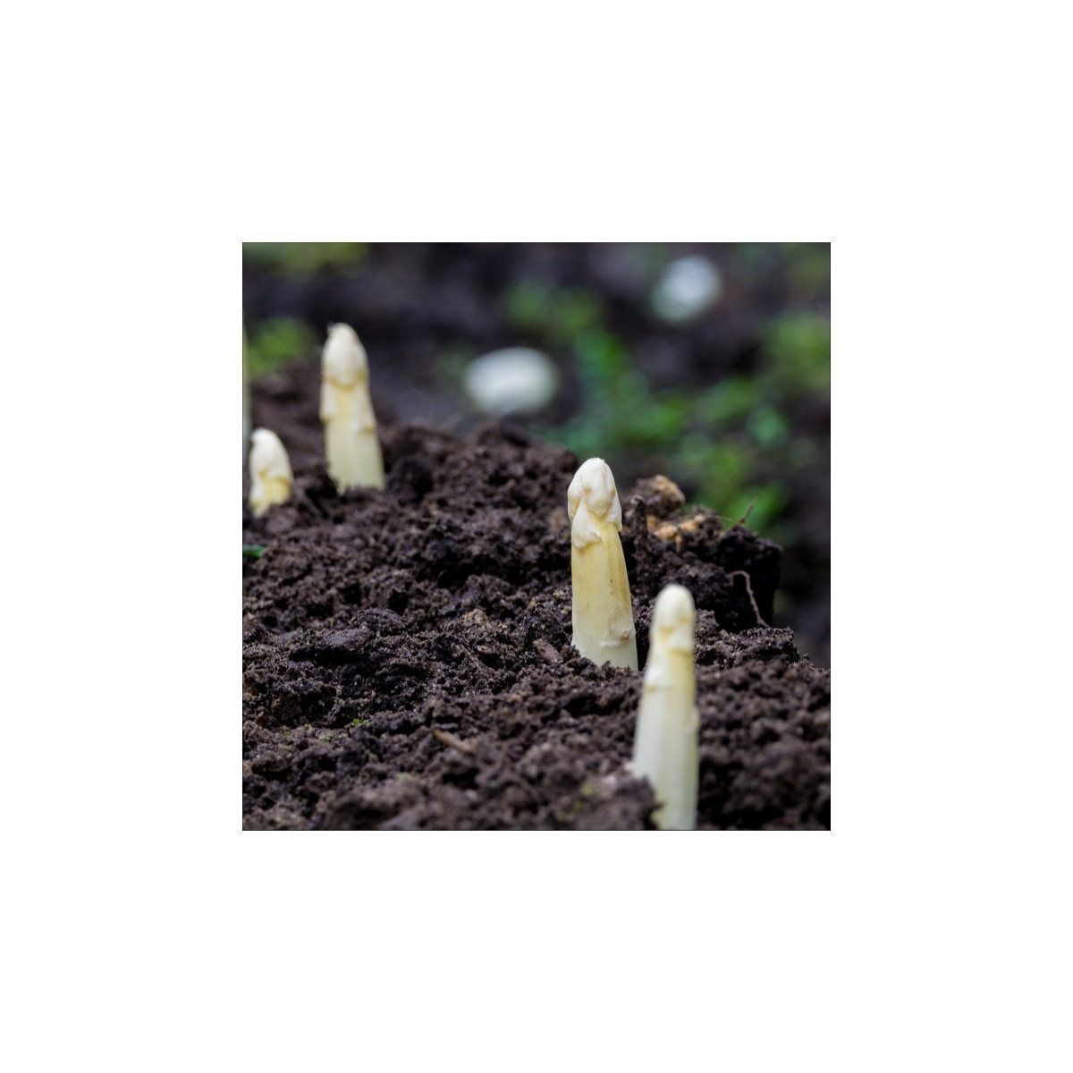 Лечебна аспержа Argenteuil за белене – Asparagus officinalis – семена от аспержа – 30 бр.
