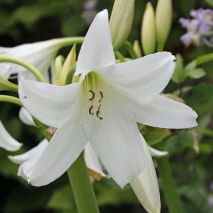 Křín Powellii bílý - Crinum Powellii album - cibule křínu - 1 ks