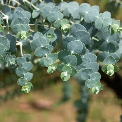 Eukalyptus Baby Blue - Blahovičník - Eukalyptus pulverulenta - semena eukalyptu - 8 ks