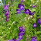 Asarina Horacio Mix - Asarina barclaiana - semena asariny - 20 ks