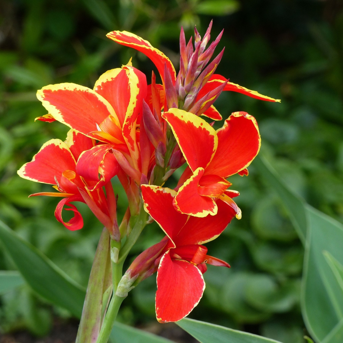 Dosna Lucifer - Canna - hlízy dosny - 1 ks