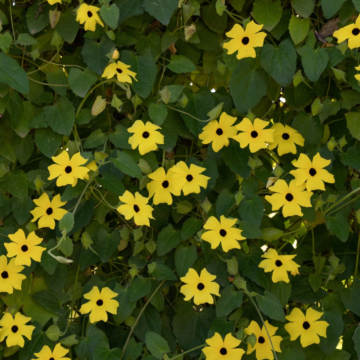 Smatovka křídlatá žlutá - Thunbergia alata - semena smatovky - 15 ks