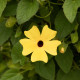 Smatovka křídlatá žlutá - Thunbergia alata - semena smatovky - 15 ks