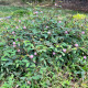 Срамежлива мимоза - Mimosa pudica - семена на срамежлива мимоза - 10 бр.