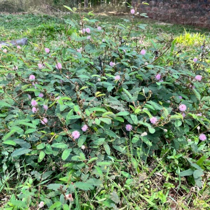 Срамежлива мимоза - Mimosa pudica - семена на срамежлива мимоза - 10 бр.
